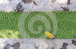 Tree leaf on green grass