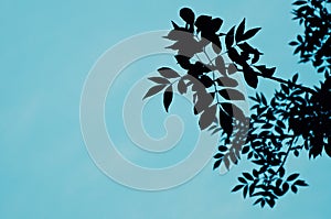 Tree. Leaf, Leaves. Sky. Outline, Cucoloris
