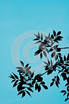 Tree. Leaf, Leaves. Sky. Outline, Cucoloris