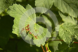 Tree leaf with mite galls