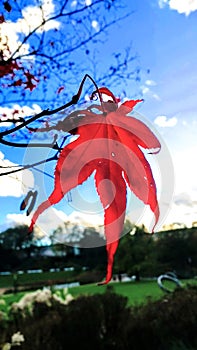 Tree leaf red