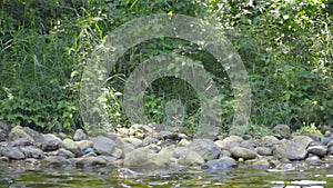 Tree Leaf, rock and water in waterfall area