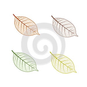 Tree leaf set. Autumn leaves isolated vector illustration on white background. Fall decoration clip art