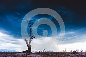 The tree without leaf standing dead on dry ground with stormy cloud background. Global warming crisis,