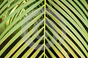 Tree leaf texture use background