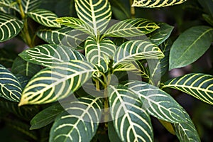 Tree leaf texture use background