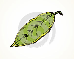 Tree leaf. Vector drawing