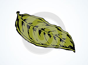 Tree leaf. Vector drawing