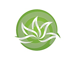 Tree leaf vector logo design, eco-friendly concept