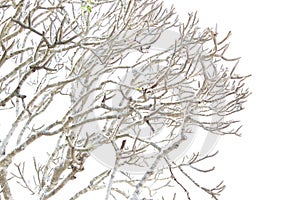 Tree without leaf vinter sun