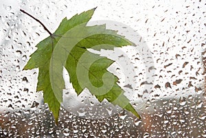Tree leaf on a wet window