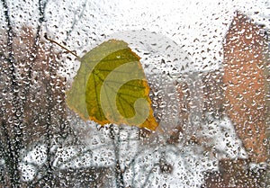 Tree leaf on a wet window.