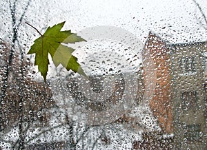 Tree leaf on a wet window.