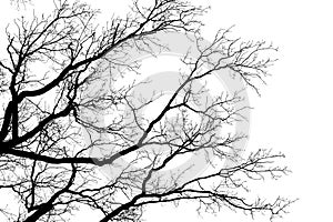 Tree leafless branches, black silhouette of old oak tree crown on white clear sky background, bare tree branches texture photo