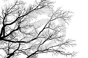 Tree leafless branches, black silhouette of old oak tree crown on white clear sky background, bare tree branches texture