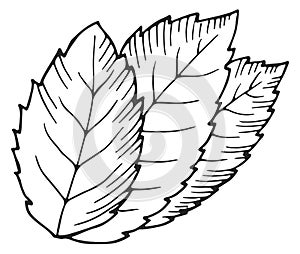 Tree leafs doodle. Hand drawn plant icon