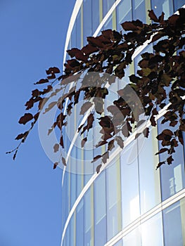 Tree leafs and the office block