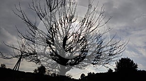 The Tree for Halloween