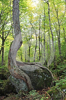 A tree leaning against a large rock or boulder with the roots wrapped around the rock and exposed to the air in a summer forest