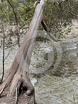 Tree leaning over river