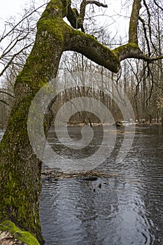Tree leaning over the river during spring flood