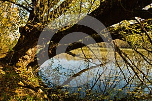 Tree leaning over water at swamp channel of Carska bara, large natural habitat for birds and other animals