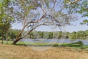 Tree leaning with pond, forest background lake nature