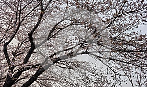 Tree leaning to the right with cherry blossoms full on its branches