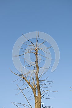 Tree Branches and Blue Sky