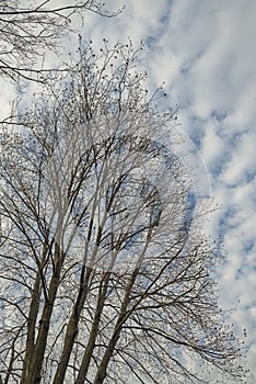 tree without leaves against the background of the spring sky with interesting clouds. spring mood