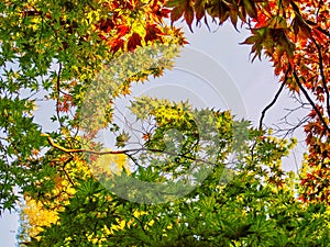 Tree Leaves in Autumn