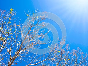 Tree leaves in autumn on blue sky background with flare sunlight
