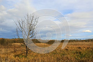 tree without leaves on autumn meadow