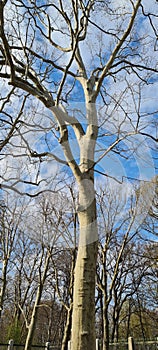 A tree without leaves on a background of blue sky