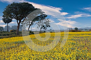 Tree with leaves on the background of mustard field