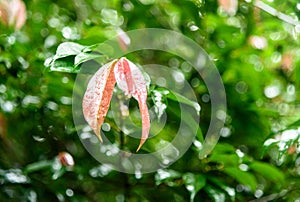 Tree leaves in Bako National Park