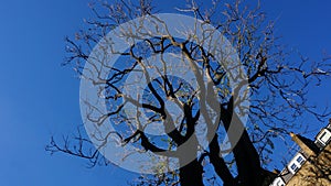 A tree without leaves