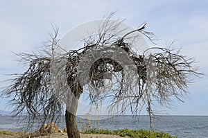 Tree without leaves at beach