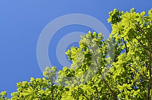 Tree leaves with blue sky