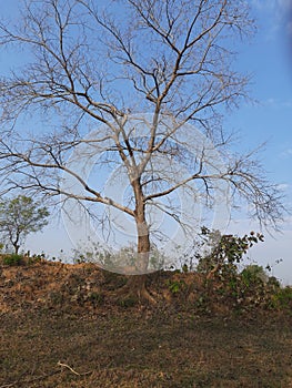 Tree  without leaves in blue sky background.