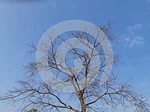 Tree  without leaves in blue sky background.