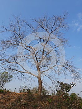 Tree  without leaves in blue sky background.