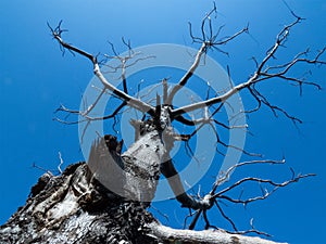Tree without leaves and blue sky in background.