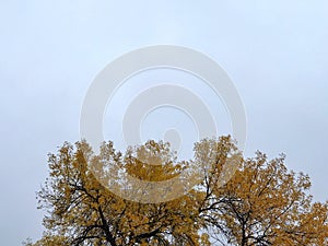 Tree leaves changing against blue sky