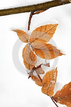 Tree leaves covered with frost