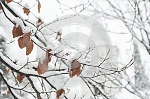 Tree leaves covered with snow