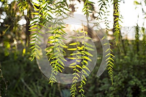 Tree leaves dimly lit in the twilight