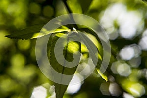 Tree leaves dimly lit in the twilight