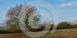 A tree without leaves on the downs of Brading on the Isle of Wight