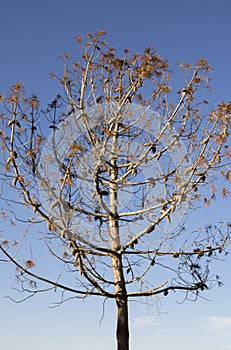 Tree without leaves due to winter, autumn day in the mediterranean blue sky with withered winter leaves photo